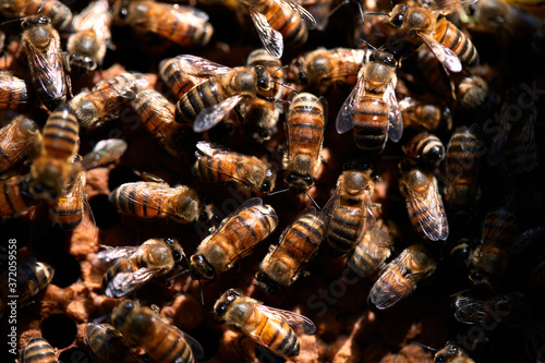 Fototapeta Naklejka Na Ścianę i Meble -  Bees congregate around the hive