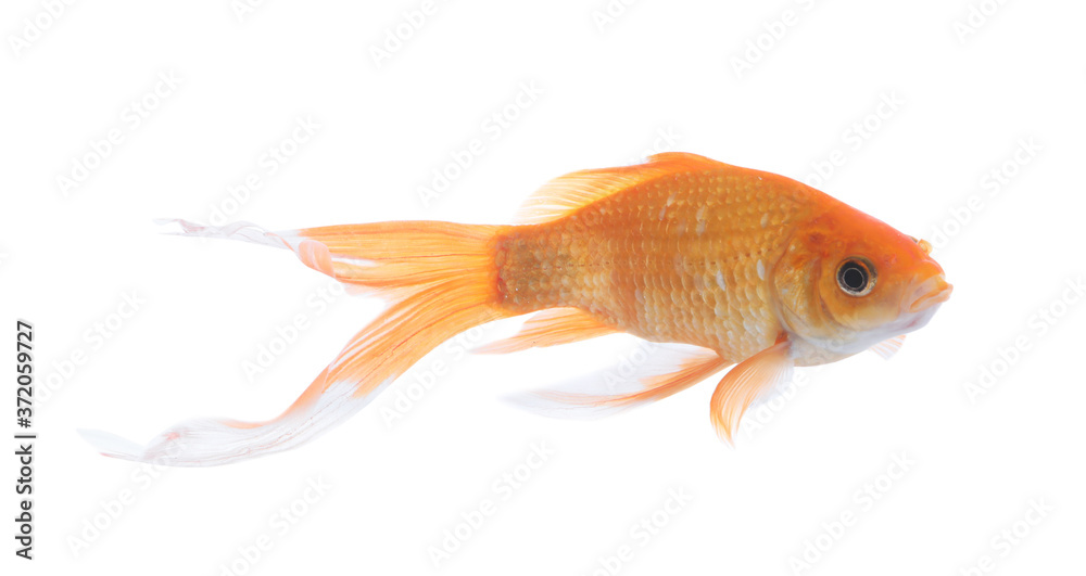 Fototapeta premium Beautiful bright small goldfish isolated on white