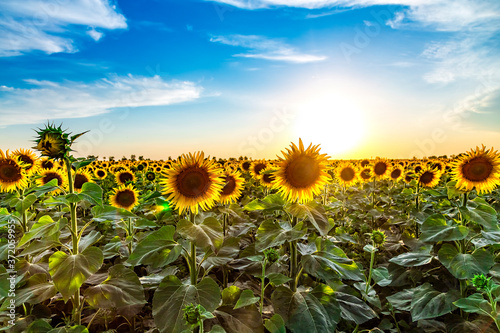 Beautiful agricultutal field of blooming yellow flowers of sunflower on summer suntet backgound. Summer agricultural background. Source of sunflower cooking oil photo