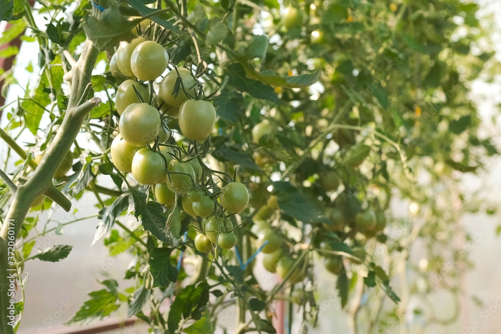 Unripe green tomatoes on the branches in greenhouse, closeup view. Cultivation of agricultural plants, organic fresh vegetables. Agribusiness and food production concept. Hothouse in farmland.