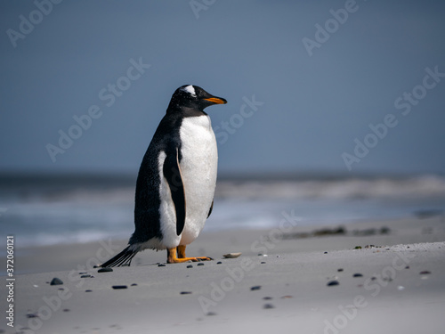 Gentoo penguin on the sand beach, by the sea