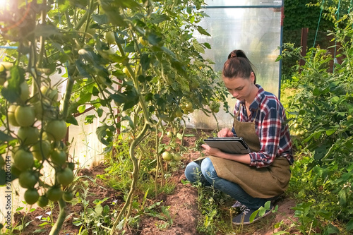 Agronomist woman conducts inspection of growing tomatoes in glasshouse and puts indicators in tablet. Agribusiness concept. Control over observance of technology of cultivation agricultural plants.