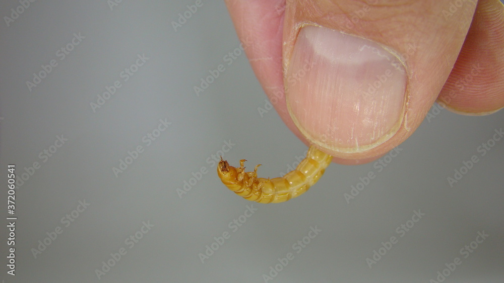 Hand holding a mealworm . mealworm superworm larva on white