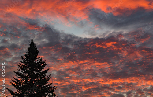 Majestic sky, pink cloud against the silhouettes of pine trees in the twilight time.