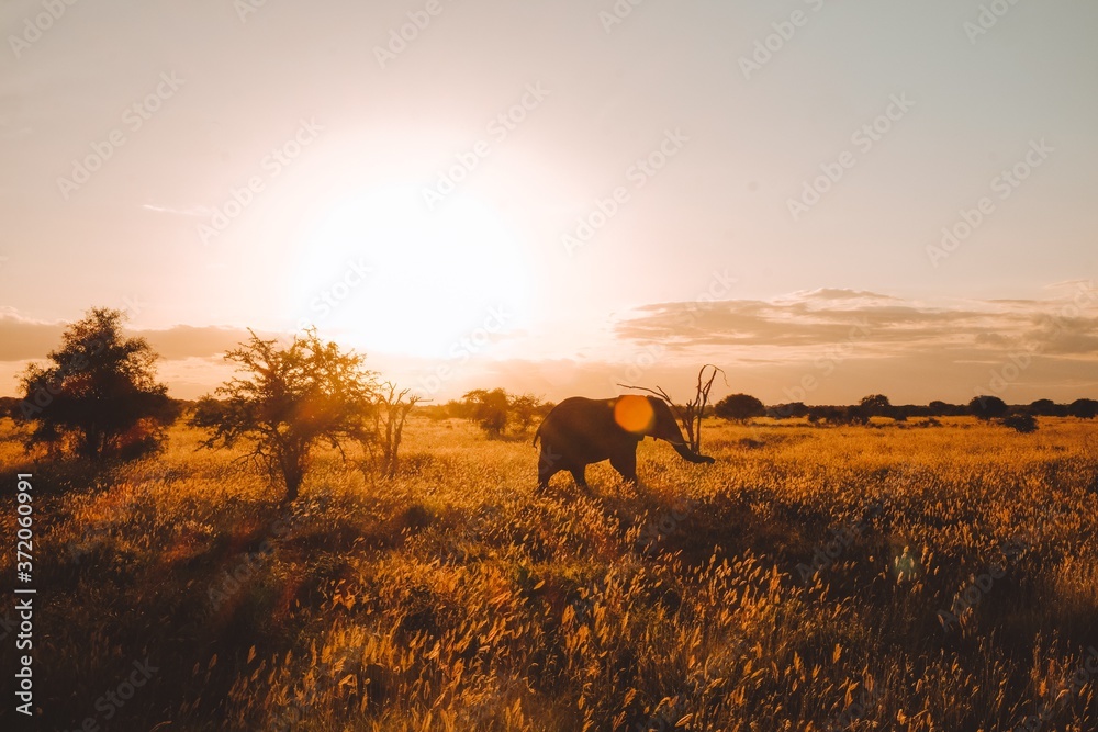 wild Animals - Safari - Big five - Afrika wild Animals - Safari - Big five - Afrika
