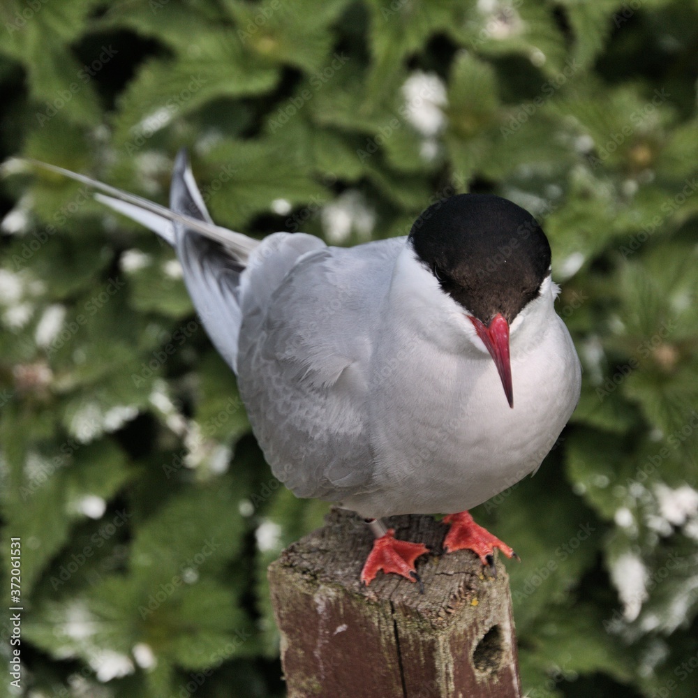 Fototapeta premium An Arctic Tern on Farne Islands