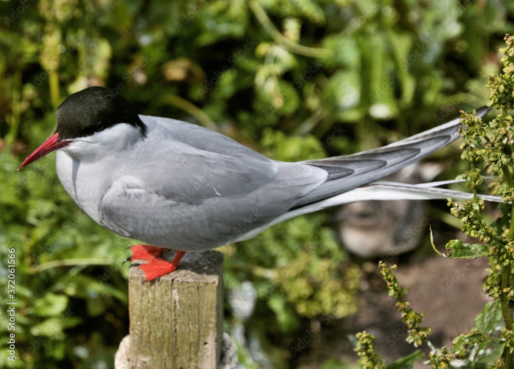 A view of an Arctic Tern on Farne Islands A view of an Arctic Tern on Farne Islands