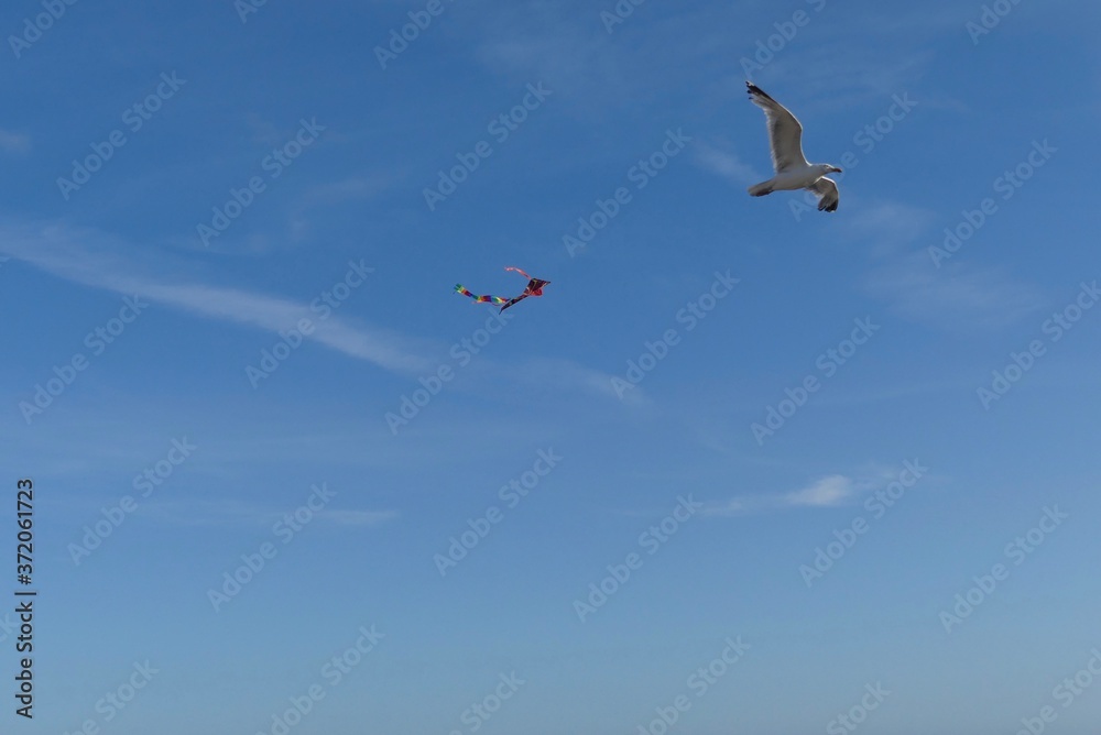 Fototapeta premium birds in the sky