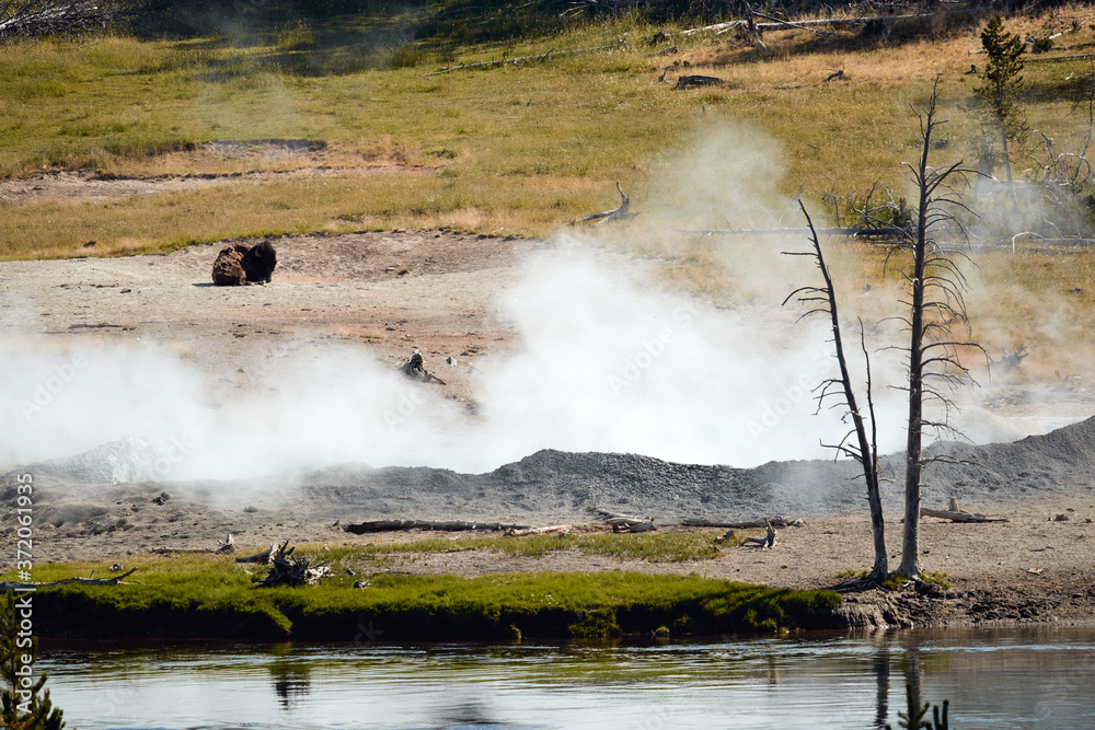 Bison resting by geothermal feature in Yellowstone National Park