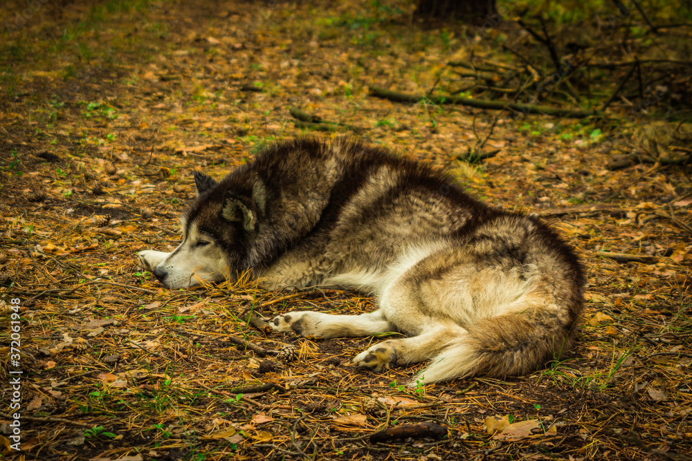 dogs of the Siberian husky breed living in the forest in Russia