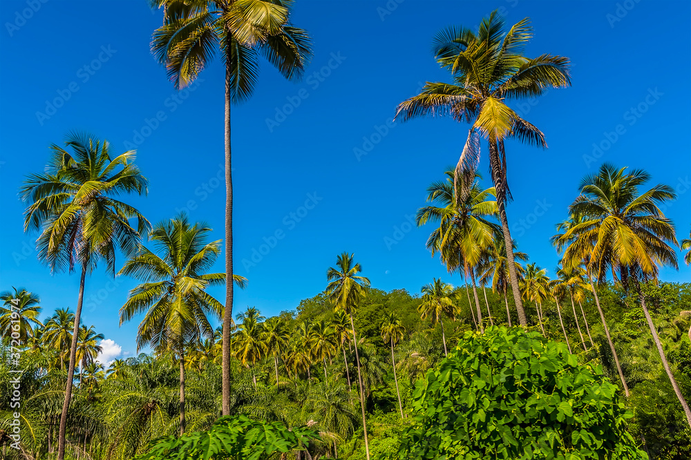 Royal Palm trees tower above the forest canopy in Saint Vincent