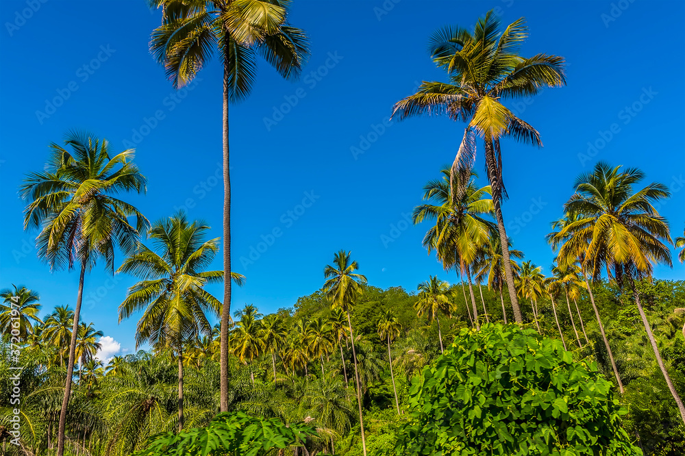 Obraz premium Royal Palm trees tower above the forest canopy in Saint Vincent