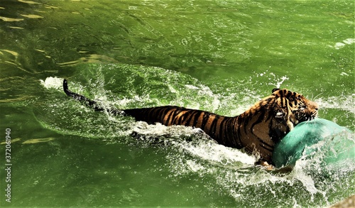 A view of a Tiger © Simon Edge