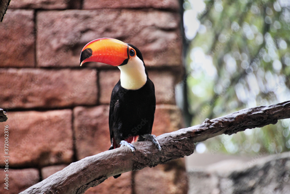 toucan on a tree