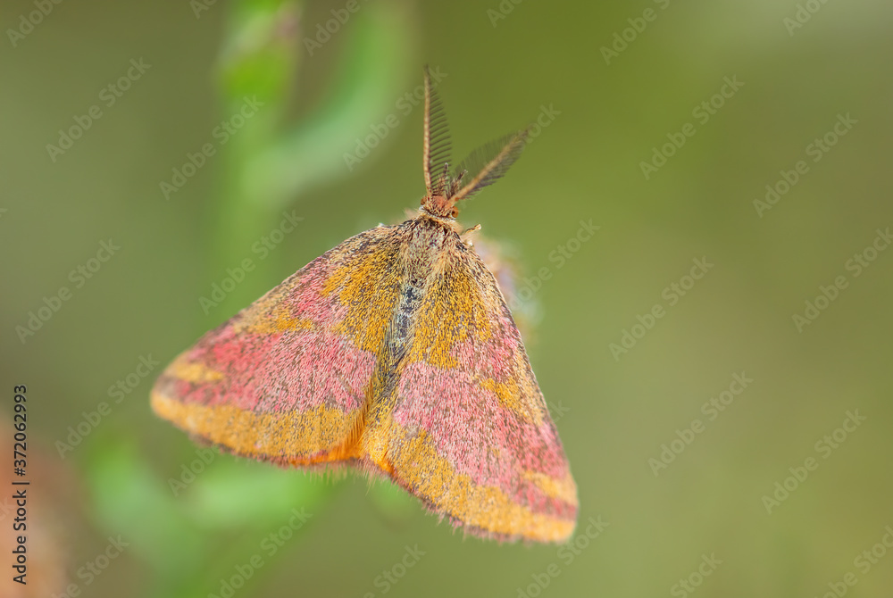 Purple-barred Yellow moth - Lythria cruentaria, beautiful colored moth from European meadows and grasslands, Havraniky, Czech Republic. Purple-barred Yellow moth - Lythria cruentaria, beautiful colored moth from European meadows and grasslands, Havraniky, Czech Republic.