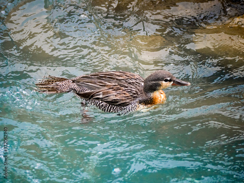 Female Chilean Torrent Duck swims against the powerful currents of mountain rivers.