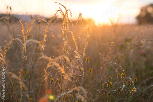 tall grass at sunset - summer evening in the countryside