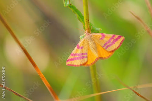 Purple-barred Yellow moth - Lythria cruentaria, beautiful colored moth from European meadows and grasslands, Havraniky, Czech Republic. photo