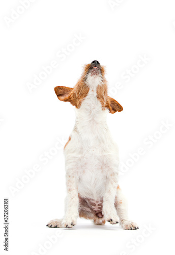 dog jumping up in full growth on a white background, breed Jack Russell Terrier