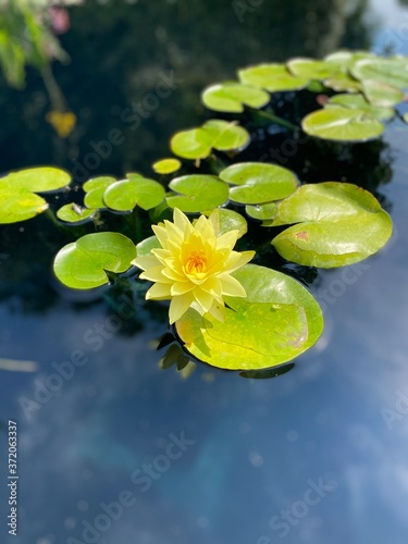 water lily in a pond