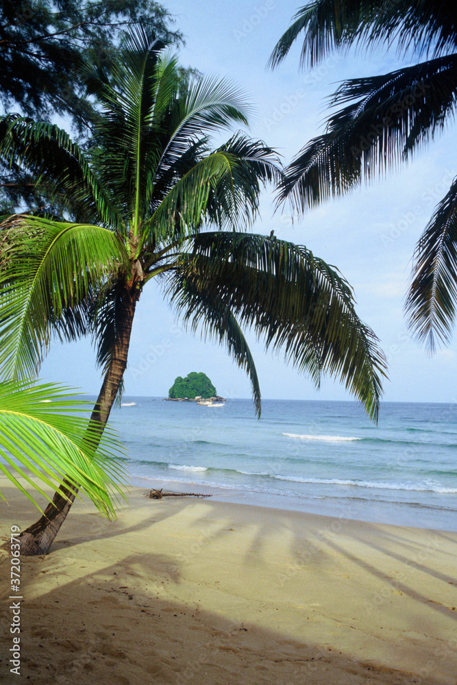 Palm trees on the beach in Tioman Island, Malaysia