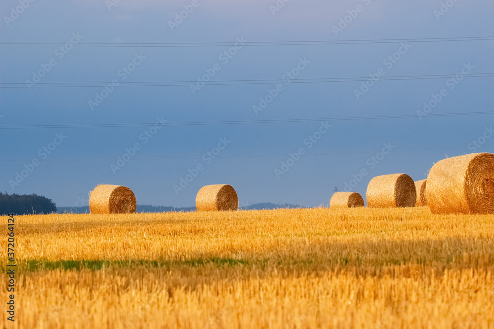 Fototapeta premium Natural bright background.Round bales of hay on a mown field on a background of blue sky. Rural farming.The grain harvest, and harvesting.