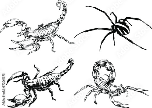 Fototapeta Naklejka Na Ścianę i Meble -  vector drawings sketches different insects bugs Scorpions spiders drawn in ink by hand , objects with no background