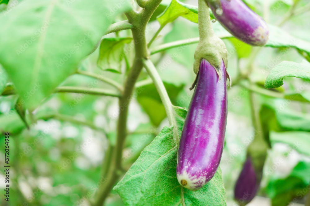 Ripe eggplant purple on tree at farm Ripe eggplant purple on tree at farm