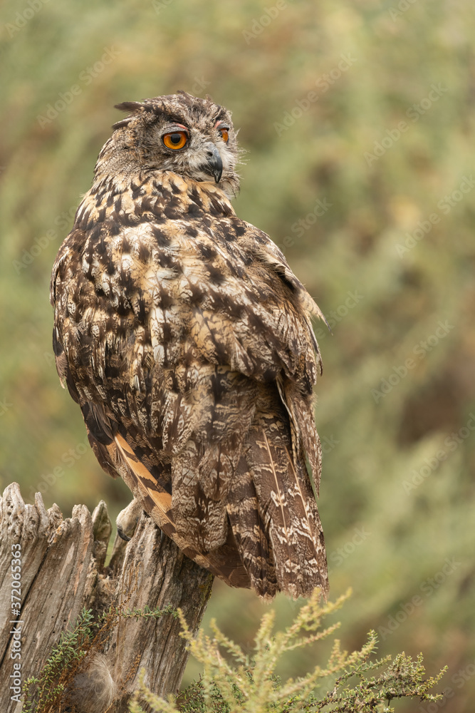 Eurasian eagle-owl sitting on a tree stump Eurasian eagle-owl sitting on a tree stump