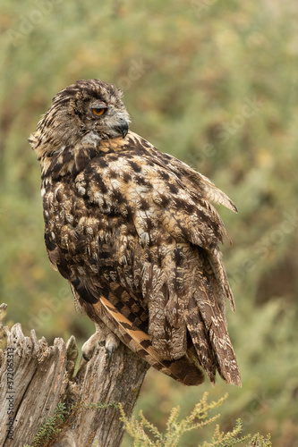 Eurasian eagle-owl sitting on a tree stump