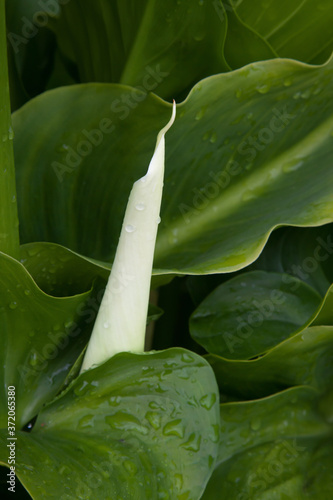 Calla Lily blooming in the garden