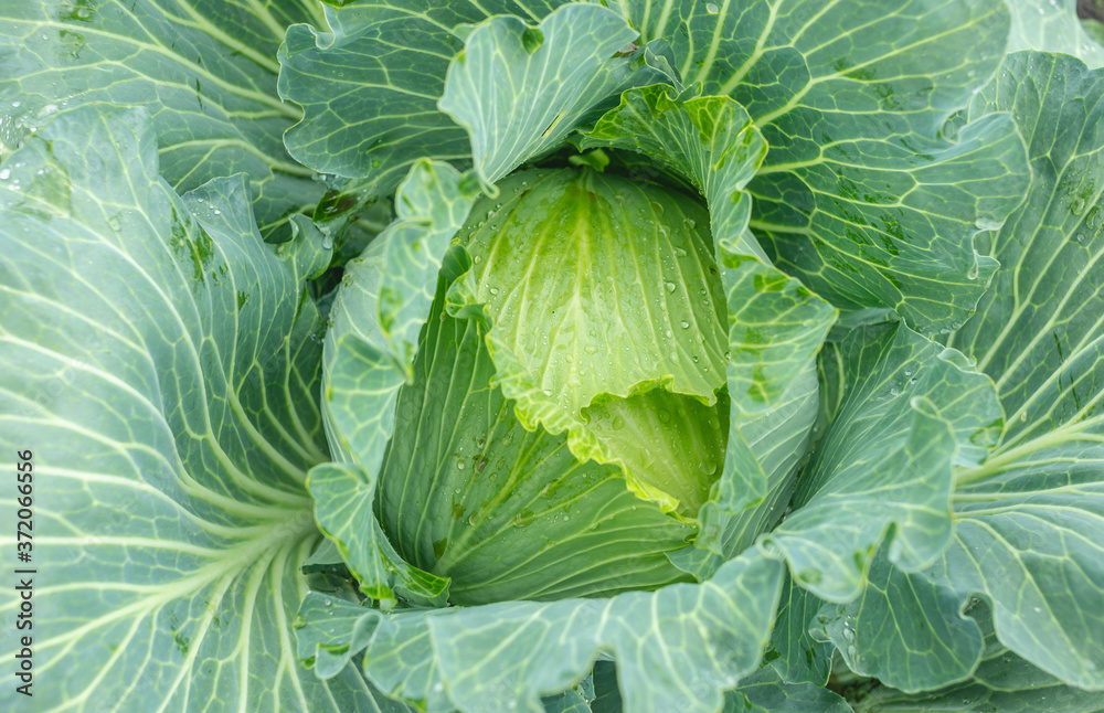 Fresh cabbage in the garden close up Fresh cabbage in the garden close up
