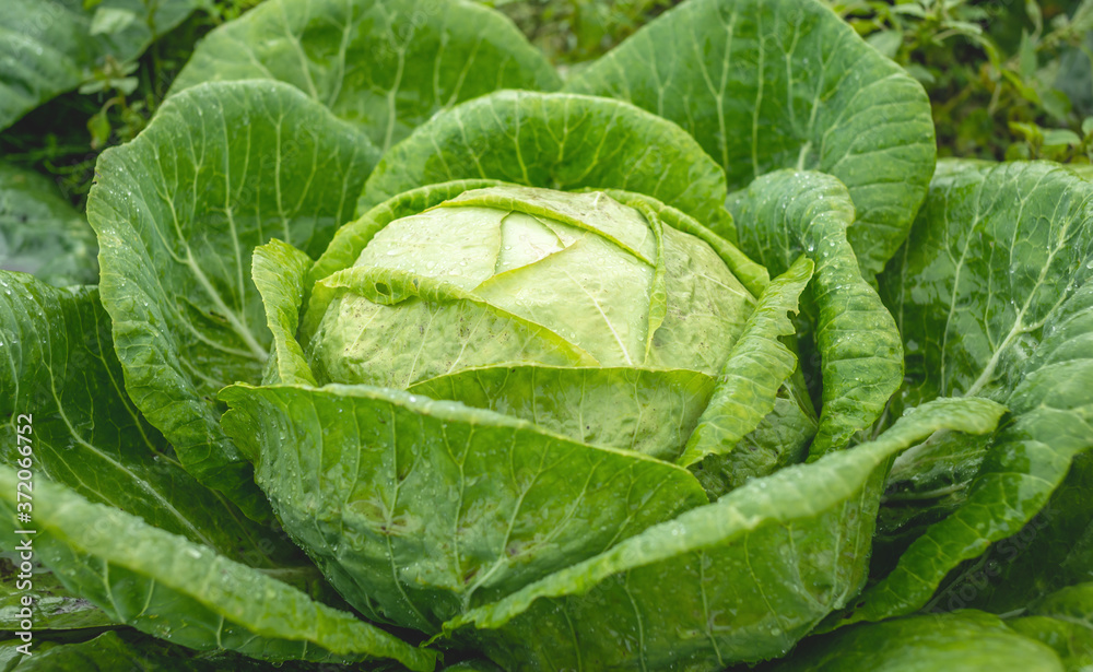 Fresh cabbage in the garden close up Fresh cabbage in the garden close up