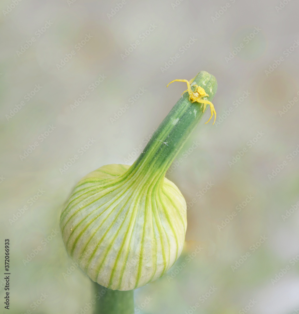 Yellow crab spider on a garlic flower button Yellow crab spider on a garlic flower button