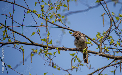 Canvas Print Bird in Vermont