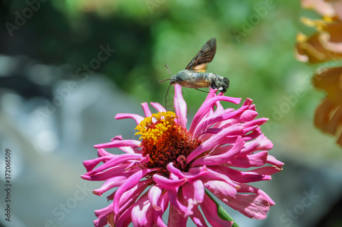 Butterfly roisterer collects nectar from a flower. photo