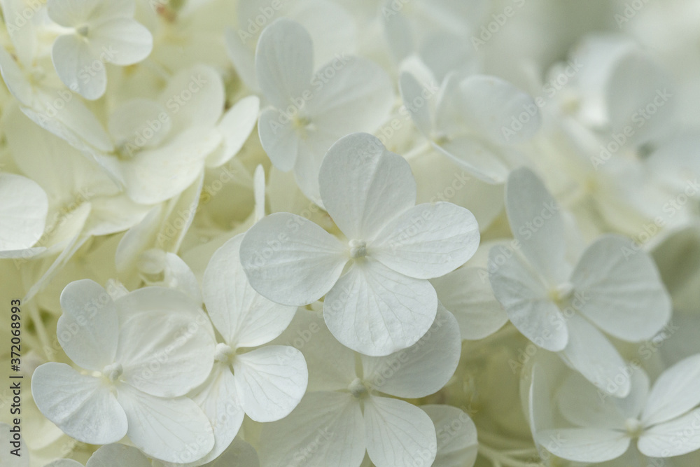 Blurred Beautiful white hydrangea or hortensia flower close up. Artistic natural background. A macrophotography of a white hyndrangea in all its glory Blurred Beautiful white hydrangea or hortensia flower close up. Artistic natural background. A macrophotography of a white hyndrangea in all its glory