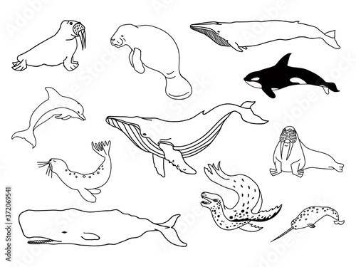Seal and whale vector illustration. Hand drawn marine mammals; killer whale, sperm whale, walrus, seal, blue whale, narwhal, dolphin.