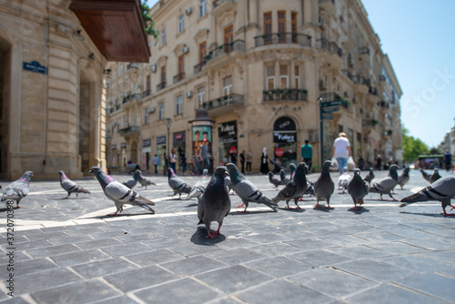 Baku, Azerbaijan – April 29, 2020: Pigeons on the pavement of Nizami street in the center of Baku, Azerbaijan.  Pigeons in urban environment.
