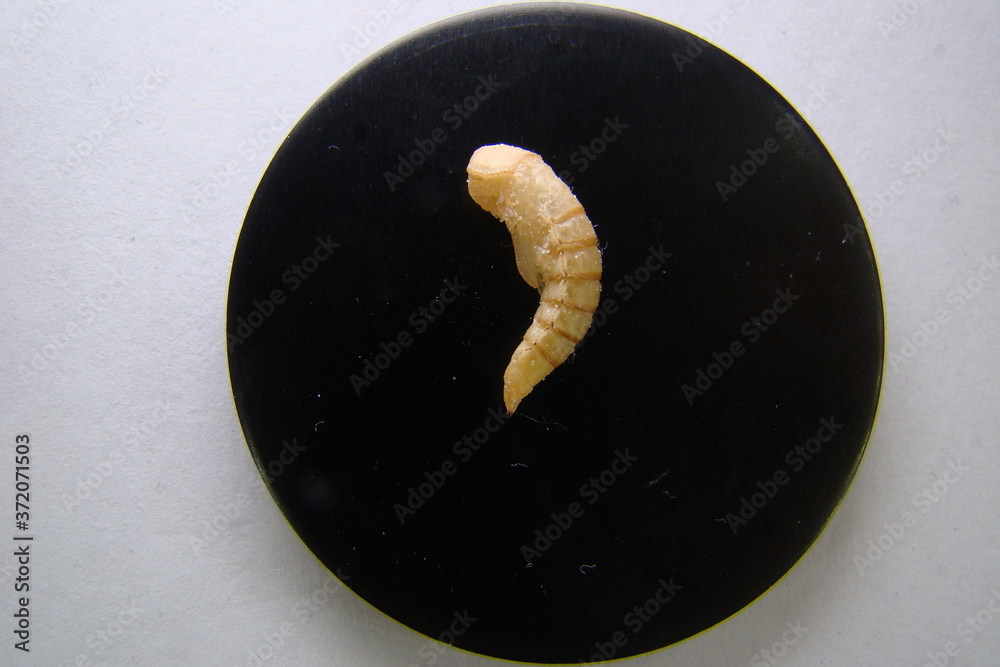 Fotka „mealworms on black glass dish; pupa mealworms, mealworms
