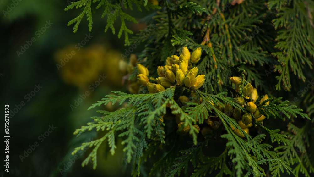 Fototapeta premium evergreen Christmas tree with small yellow cones