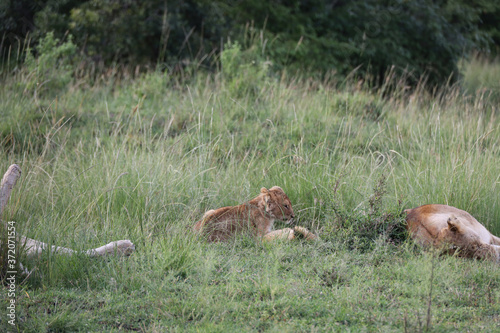 Fototapeta Naklejka Na Ścianę i Meble -  Lion looking after baby cubs in east Africa bushland 