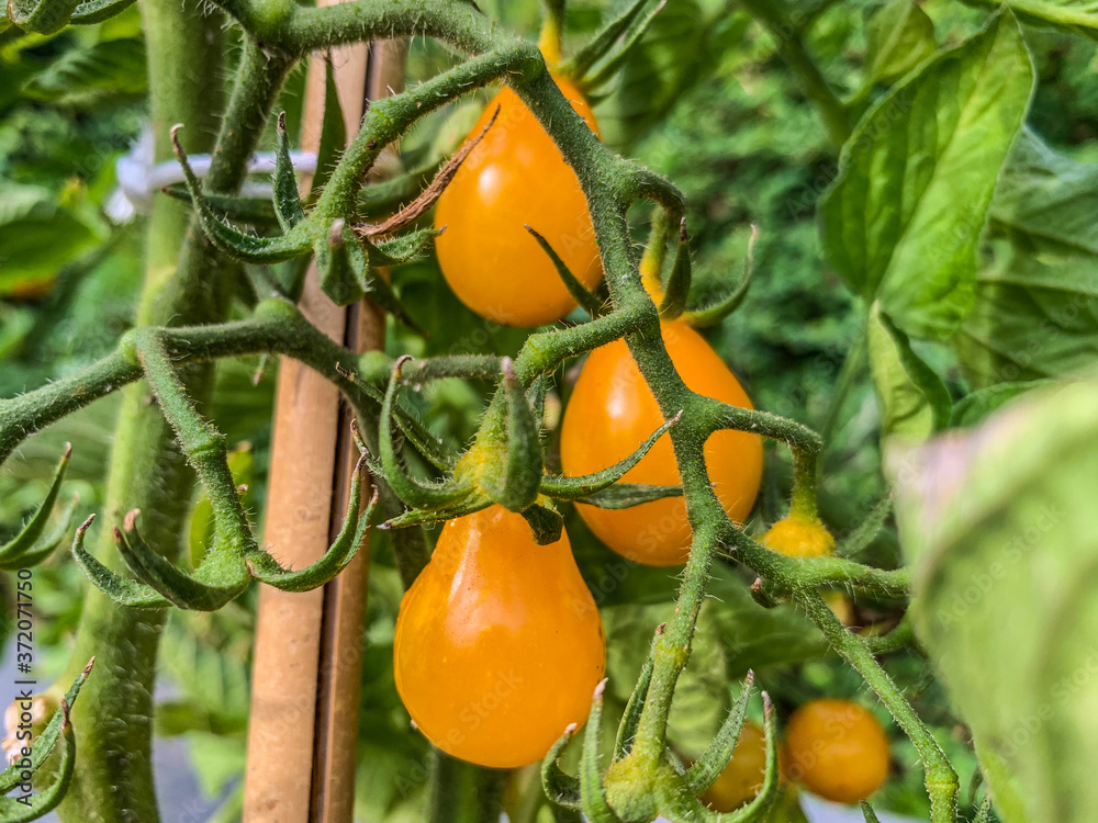 custom made wallpaper toronto digitalYellow tomatoes 