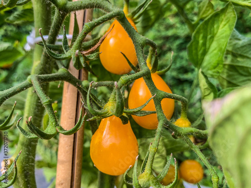 Wallpaper Mural Yellow tomatoes  Torontodigital.ca