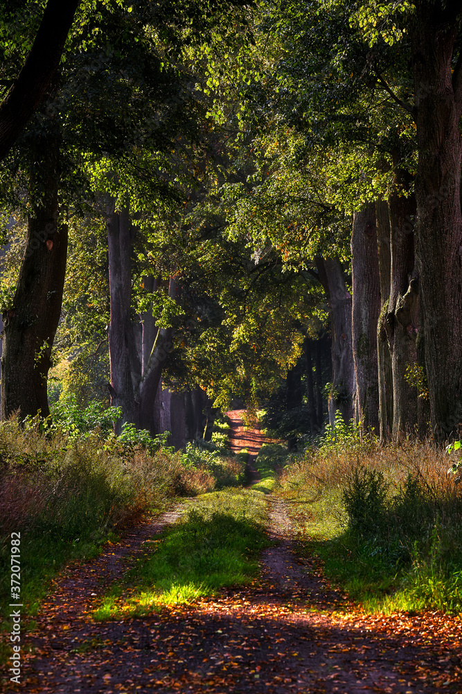 Country road, Poland, near Sztum Country road, Poland, near Sztum