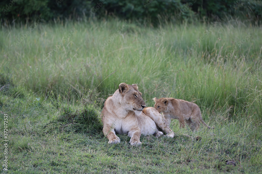 Fototapeta premium Lion looking after baby cubs in east Africa bushland 