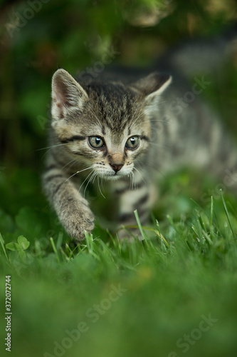 Kitten walking in a meadow