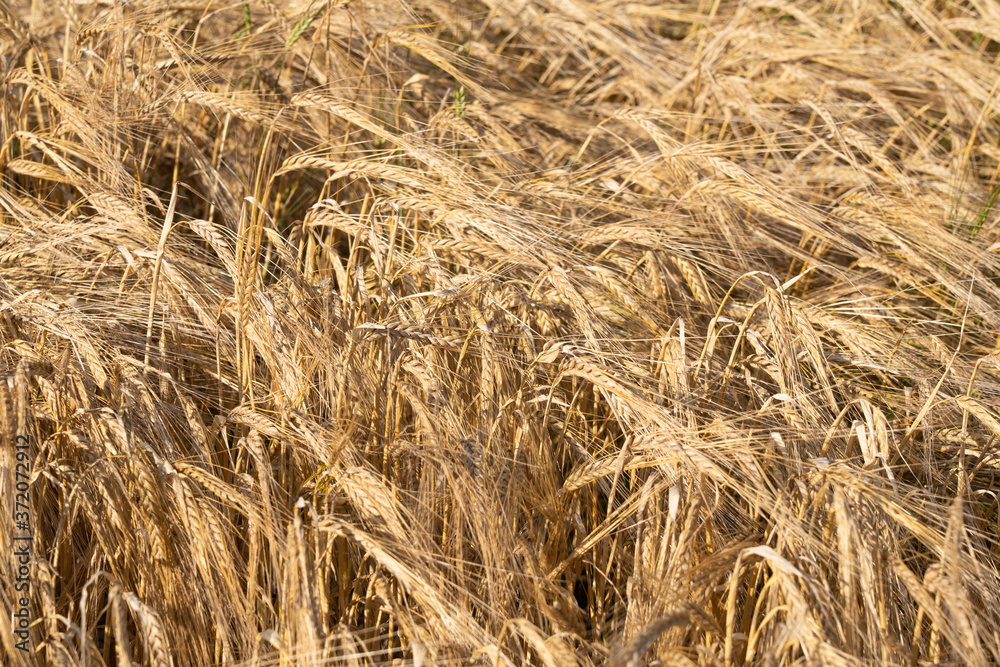 Field of barley and sunny summer day. Field of barley and sunny summer day.