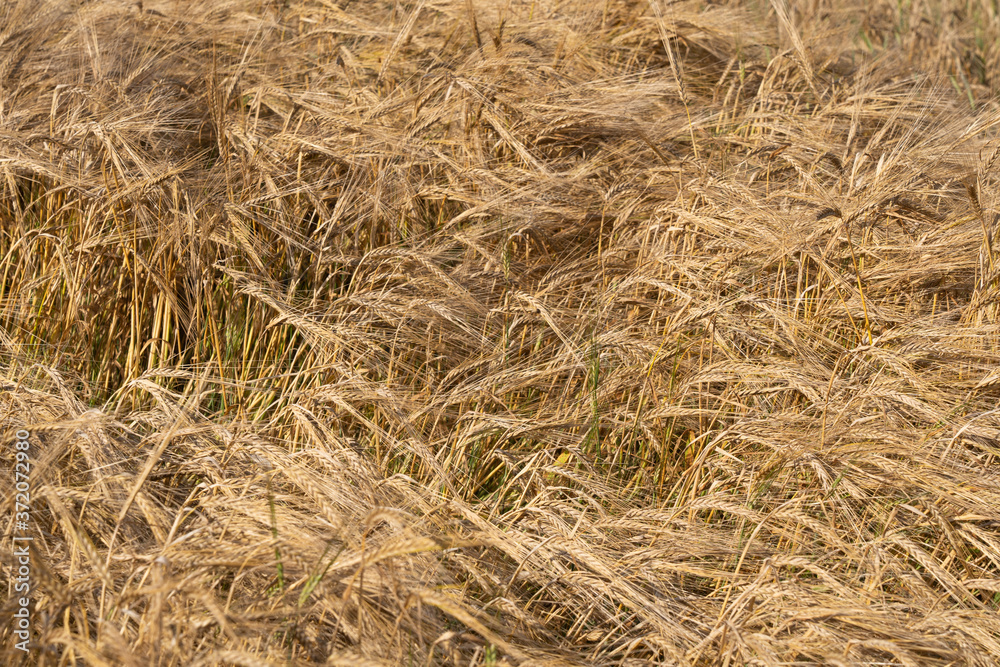 Ripe Barley at field on summer day. Ripe Barley at field on summer day.