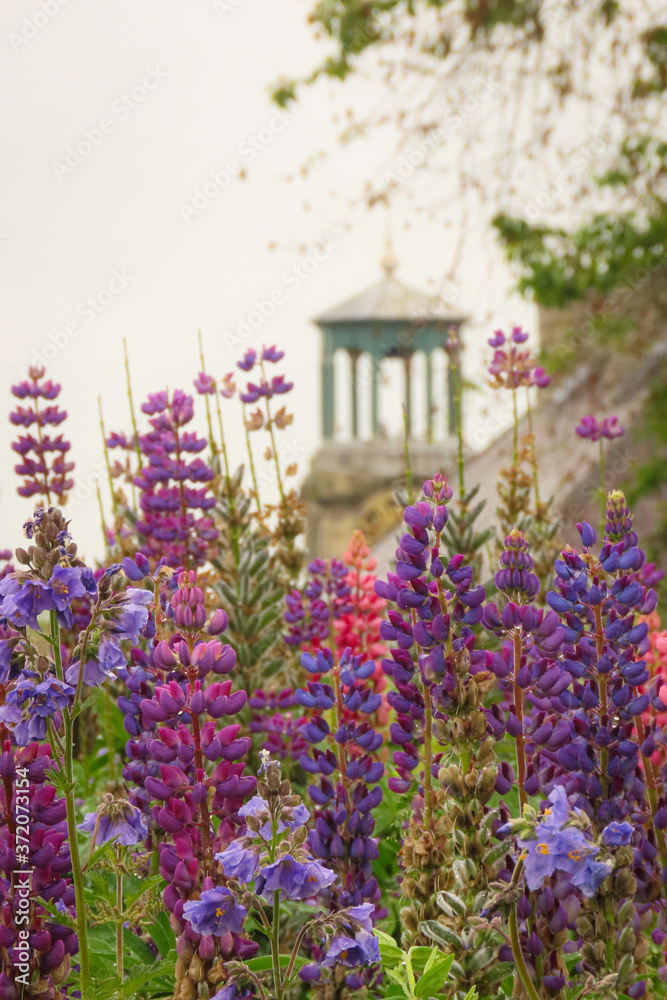 Obraz premium Purple lupin flowers with old building in the background